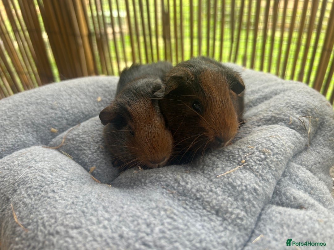 Guinea Pig rodents for sale: Baby guinea pigs - 2 male 2 female in London - Image 1