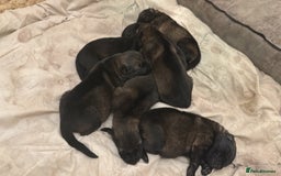 German Shepherd dogs for sale: 7 stunning kc reg working German shepherd pups - Image 8