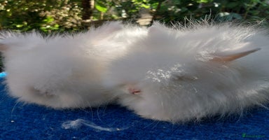 Angora rabbits - Advert 6