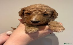 Standard Poodle dogs for sale: Beautiful KC Registered Standard Poodle Puppies - Image 18