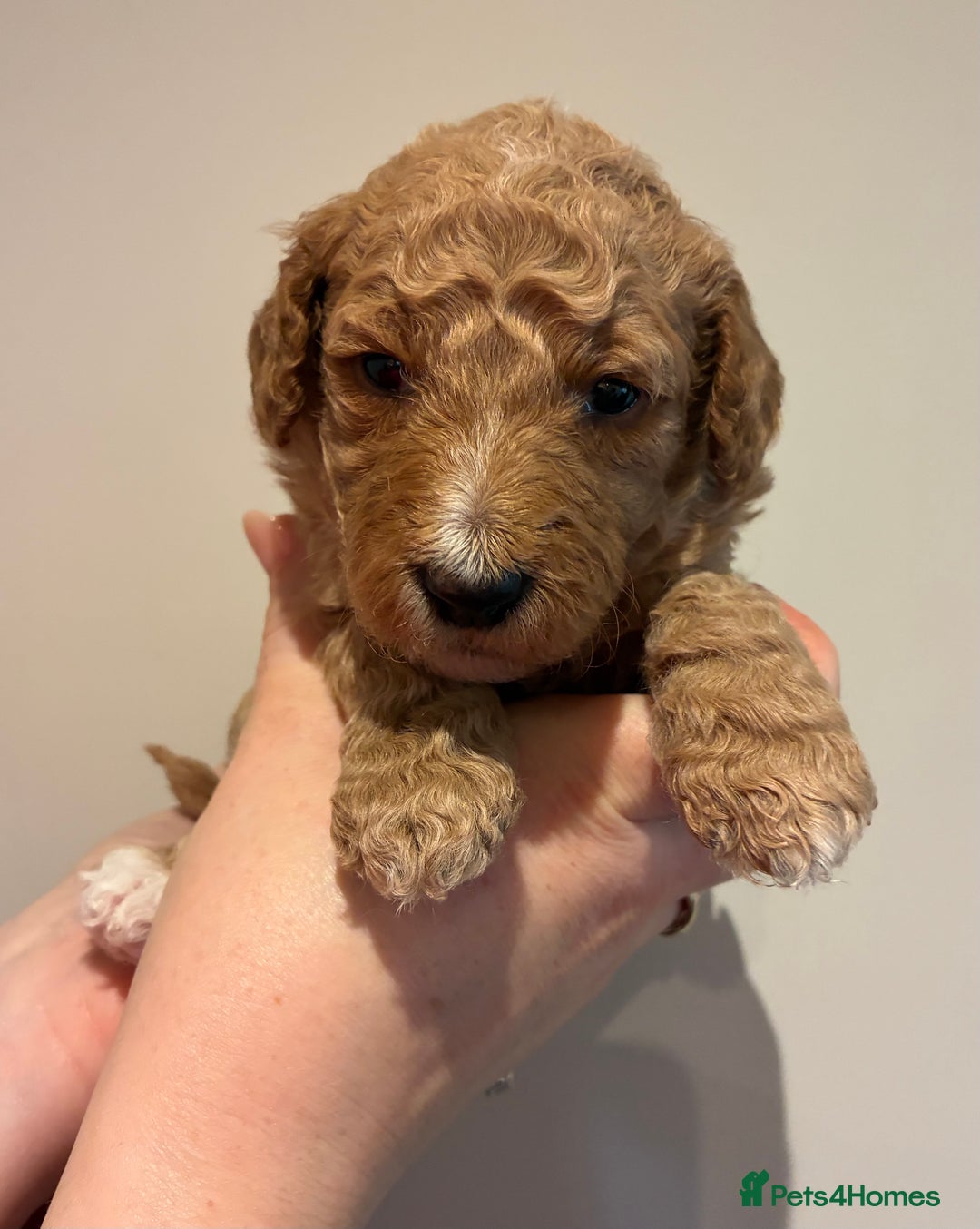 Standard Poodle dogs for sale: Beautiful KC Registered Standard Poodle Puppies - Image 18