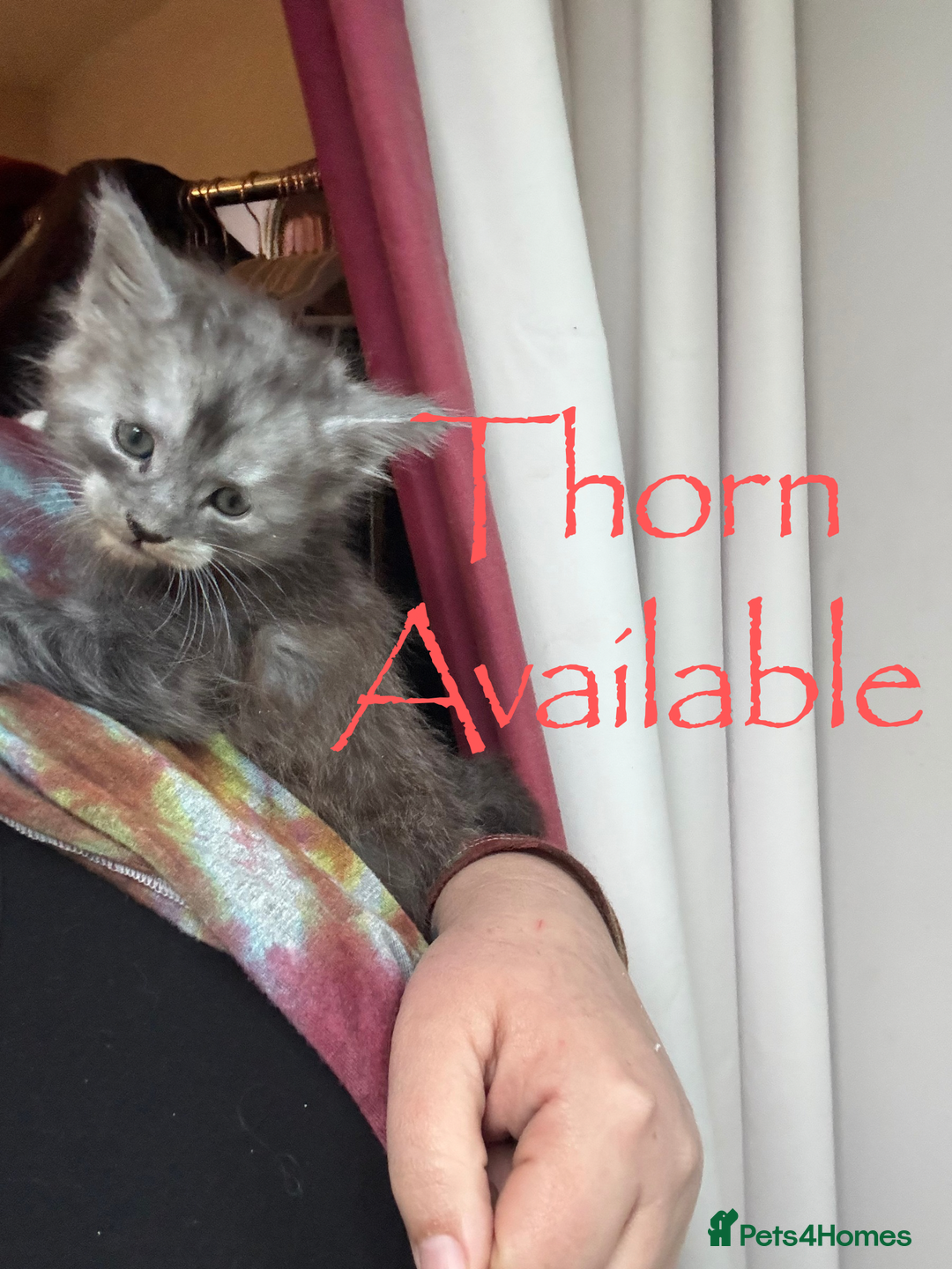 Maine Coon cats for sale: 4 Maine Coon Kittens - Just 2 left - Image 2