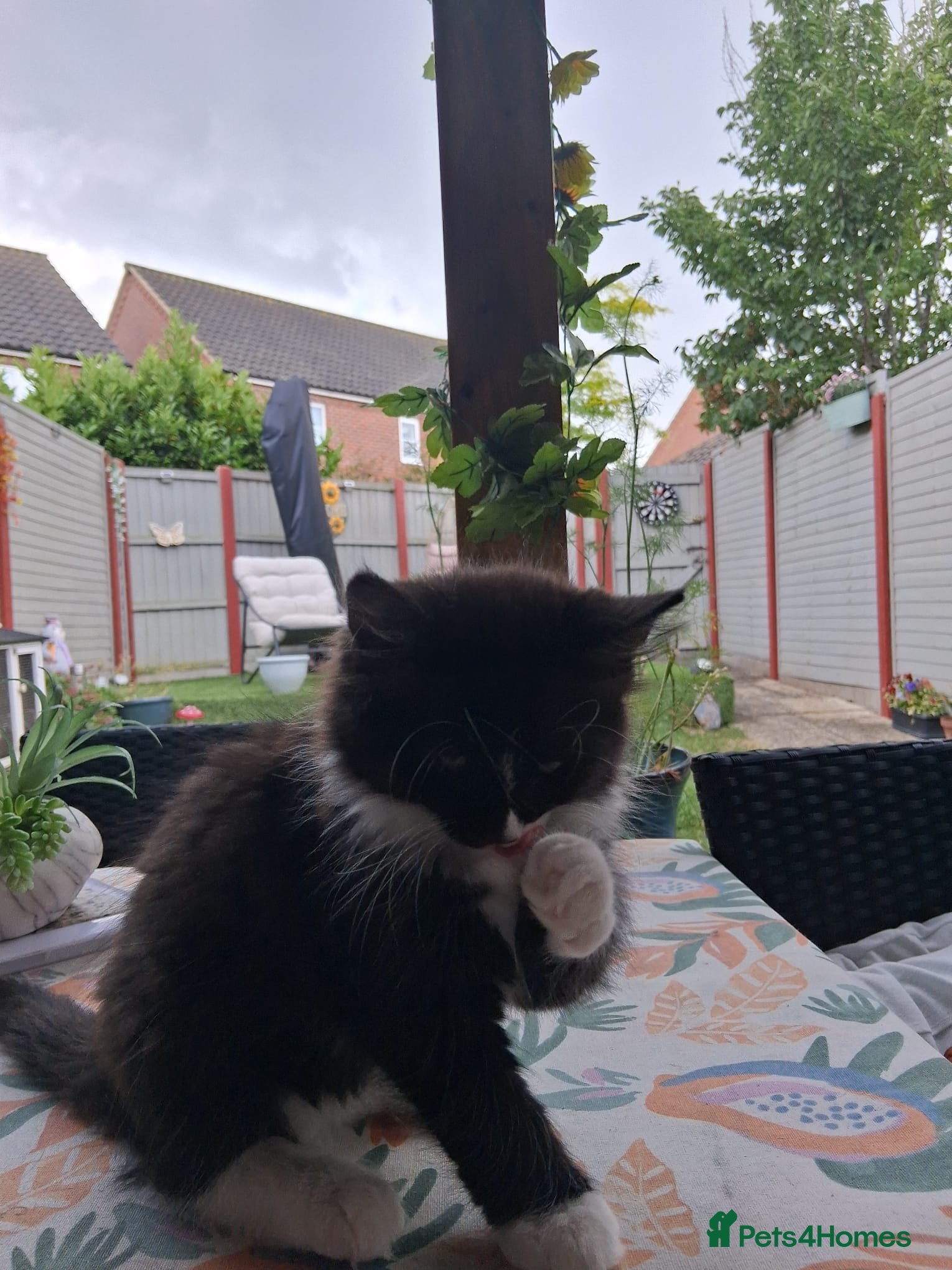 Mixed Breed cats for sale: 1 boy and 2 girls black and white ( tuxedo) - Advert 7