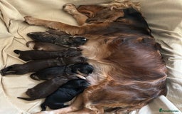 Cockapoo dogs for sale: Stunning happy puppies  - Image 2