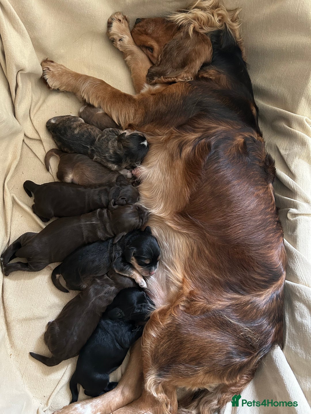 Cockapoo dogs for sale: Stunning happy puppies  - Image 2