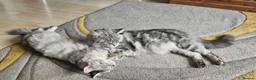 Maine Coon cats for sale: Large Maine Coon kittens regd European bloodline - Advert 25