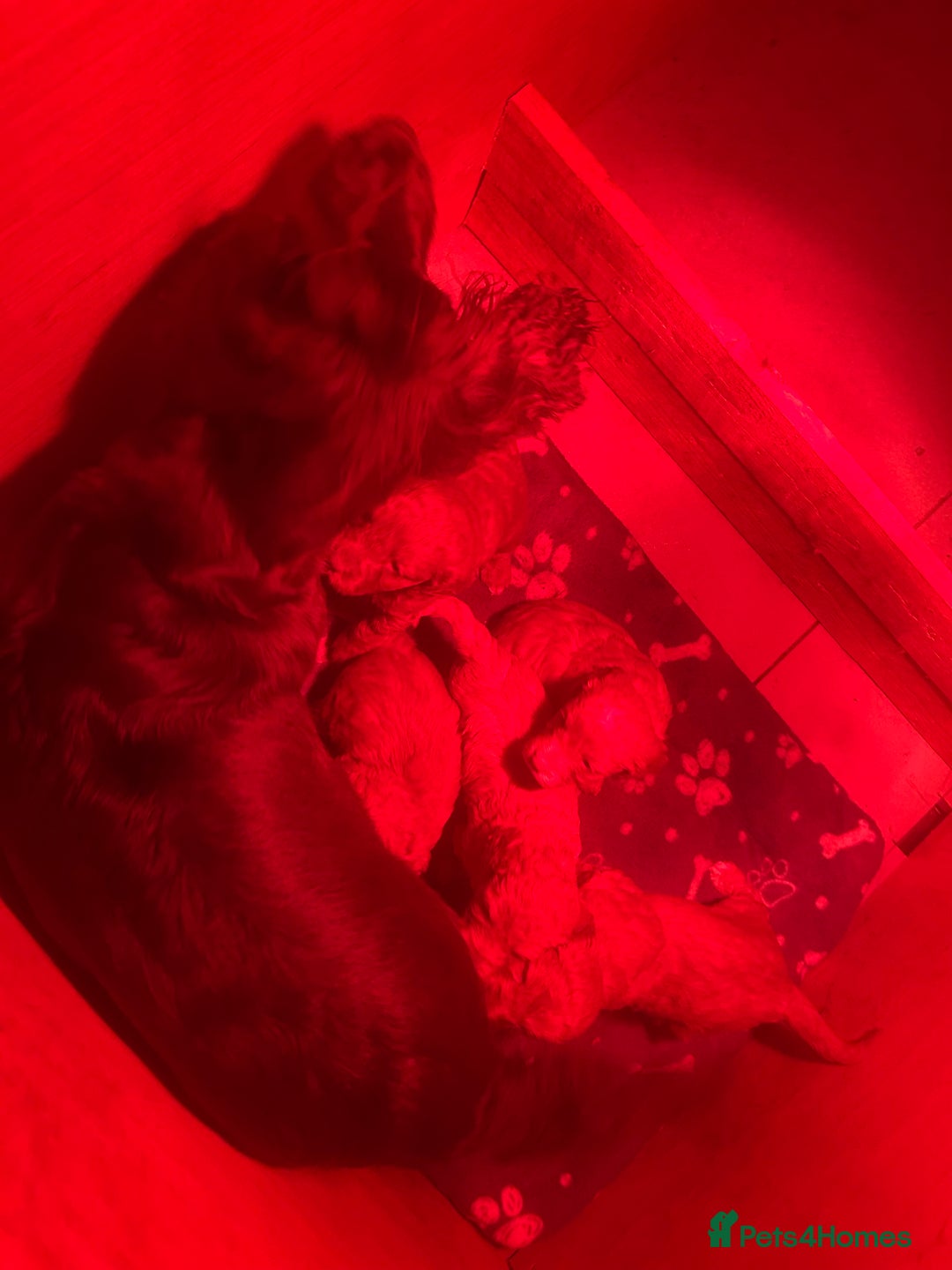 Cockapoo dogs for sale: ⭐️Stunning F1 cockapoo puppies⭐️ - Advert 6