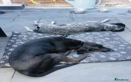 Mixed Breed dogs for adoption: Raven the gentle Labrador cross  - Image 4