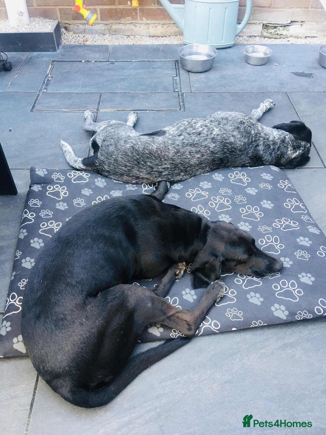 Mixed Breed dogs for adoption: Raven the gentle Labrador cross  - Image 4