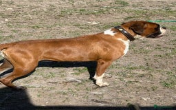 Boxer dogs for sale: Flashy red and white boxer  - Image 4