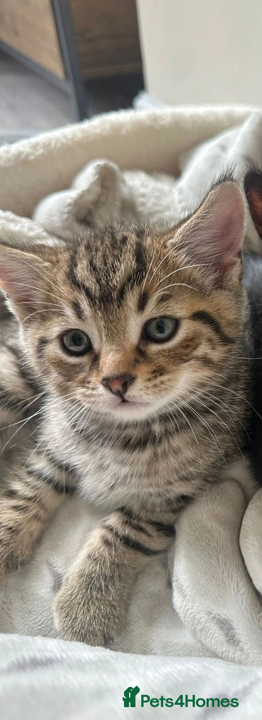 Mixed Breed cats for sale: Milo  - Advert 2