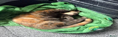 Domestic Shorthair 2