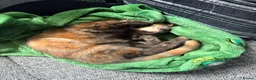 Domestic Shorthair cats for sale: Two lovely kittens looking for their forever homes - Advert 3