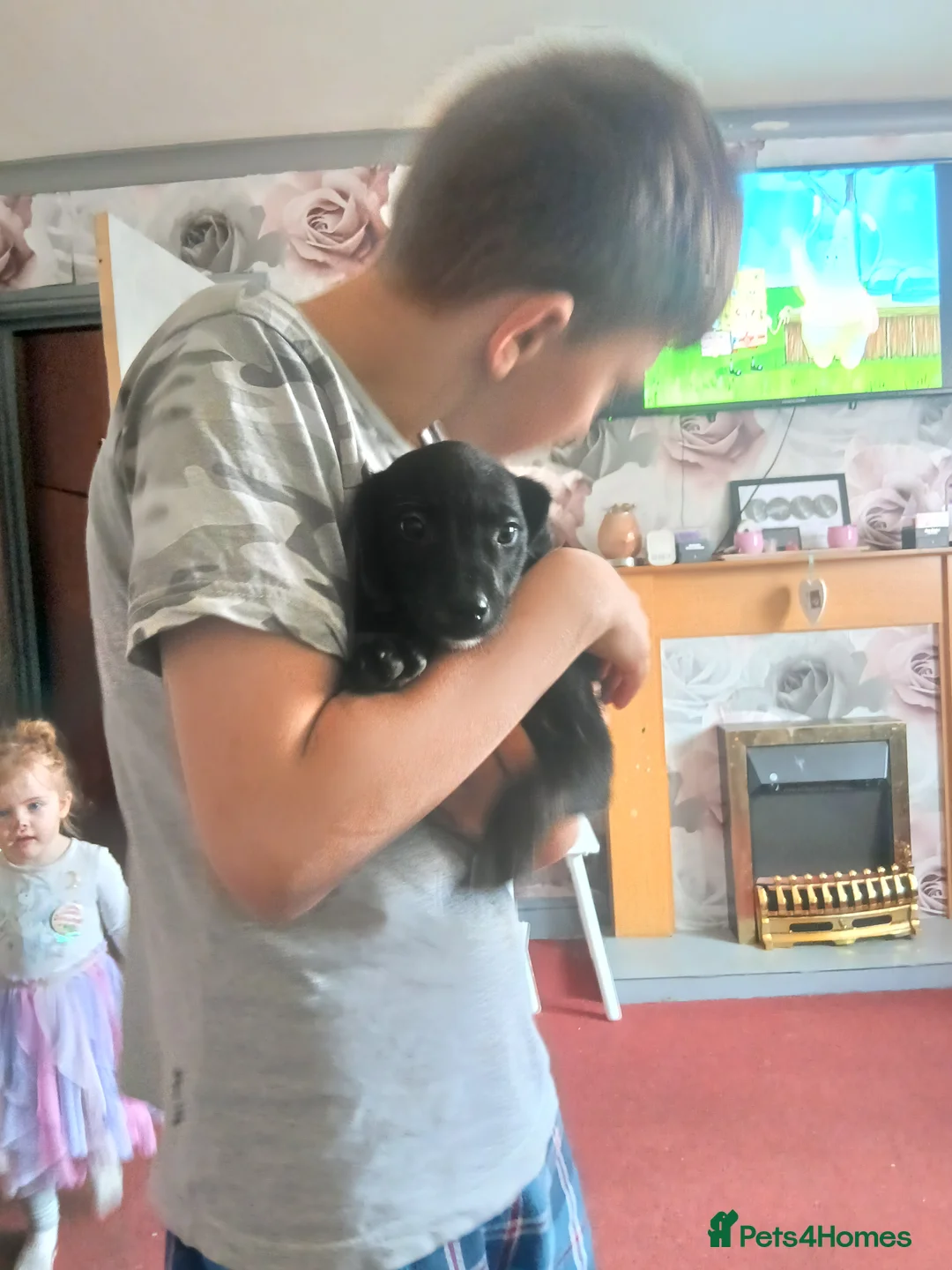 Mixed Breed dogs for sale: Puppies  - Advert 2