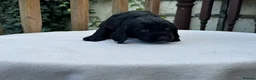 Cocker Spaniel dogs for sale: Working cocker spaniel puppies for sale - Advert 28