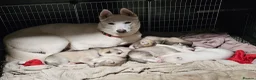 Siberian Husky dogs for sale: Husky pups looking for forever homes  in Shipley - Advert 1