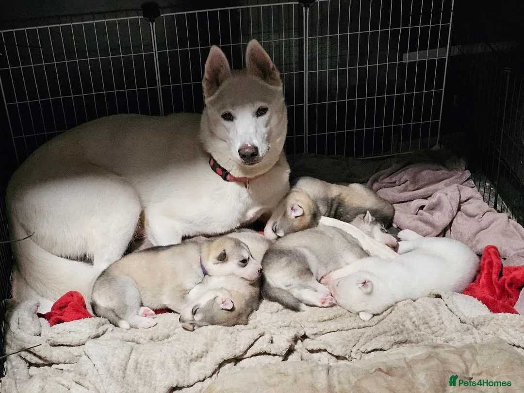 Siberian Husky dogs for sale: Husky pups looking for forever homes  in Shipley - Advert 1