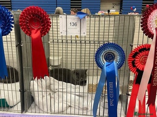 British Shorthair cats Champion Blue Boy, Kotoffski Lines FOR STUD - Advert 5