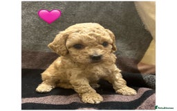 Cavapoo dogs for sale: Beautiful fully DNA tested Cavapoo's  - Image 7