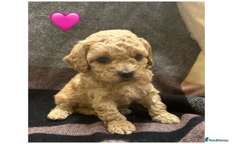 Cavapoo dogs - Advert 6