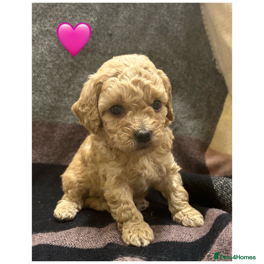 Cavapoo dogs for sale: Beautiful fully DNA tested Cavapoo's  - Image 7
