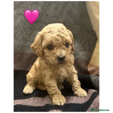 Cavapoo dogs - Advert 5