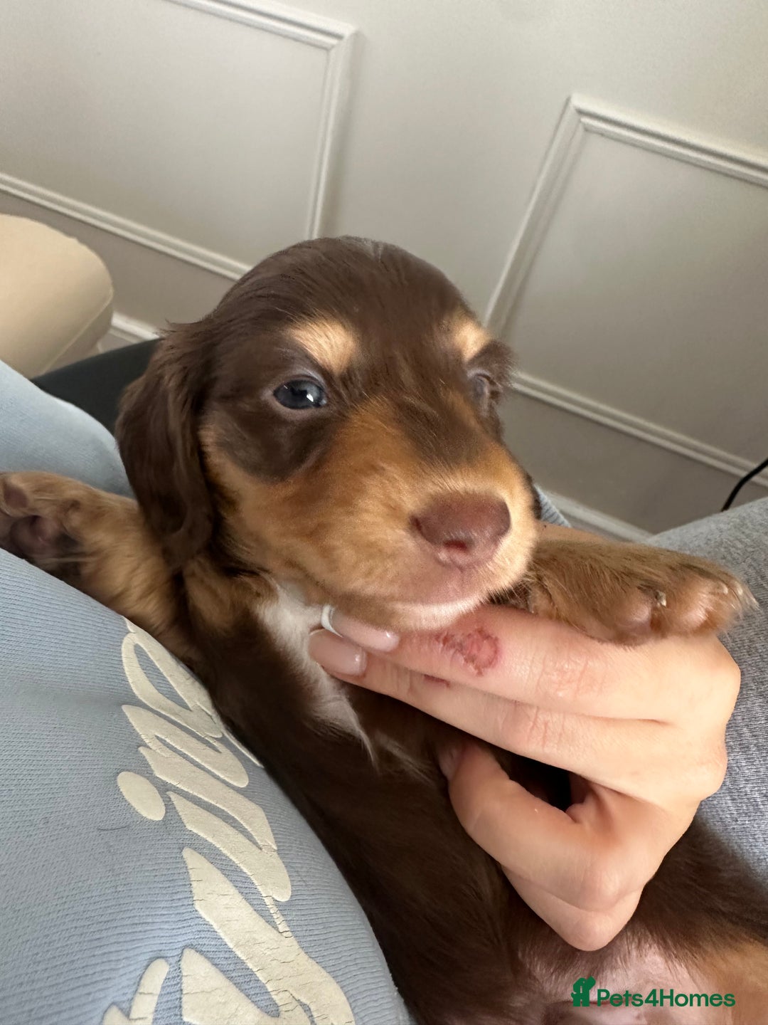 Miniature Dachshund dogs for sale: Exceptional quality long haired mini dachshunds - Image 17
