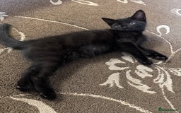 British Shorthair cats for sale: 1 BLACK MALE KITTEN FOR SALE - Image 6