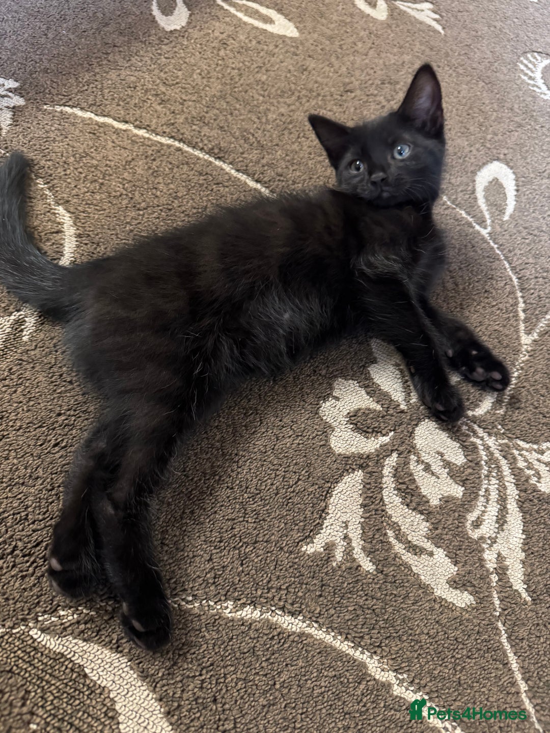 British Shorthair cats for sale: 1 BLACK MALE KITTEN FOR SALE - Image 6