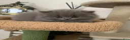 British Longhair cats for sale: Adorable British Long Hair Kittens (Girl & Boy)  - Advert 28