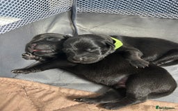 Mixed Breed dogs for sale: 11 adorable Rottador Labweiler puppies for sale   - Image 1
