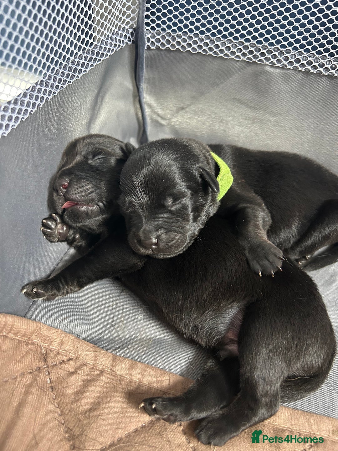 Mixed Breed dogs for sale: 11 adorable Rottador Labweiler puppies for sale   - Image 1