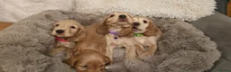 Cocker Spaniel dogs for sale: Show Cocker Spaniel  - Advert 1