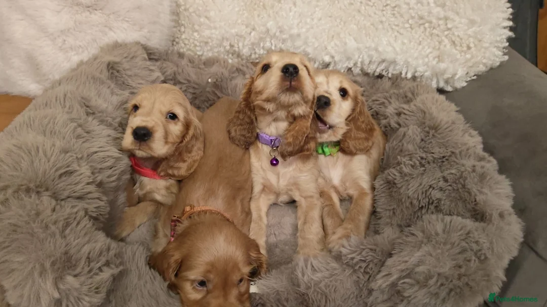 Cocker Spaniel dogs for sale: Show Cocker Spaniel  - Advert 1