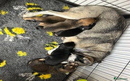Mixed Breed dogs for sale: Husky cross dashound rare breed  - Image 2