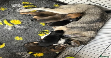 Mixed Breed dogs - Advert 9