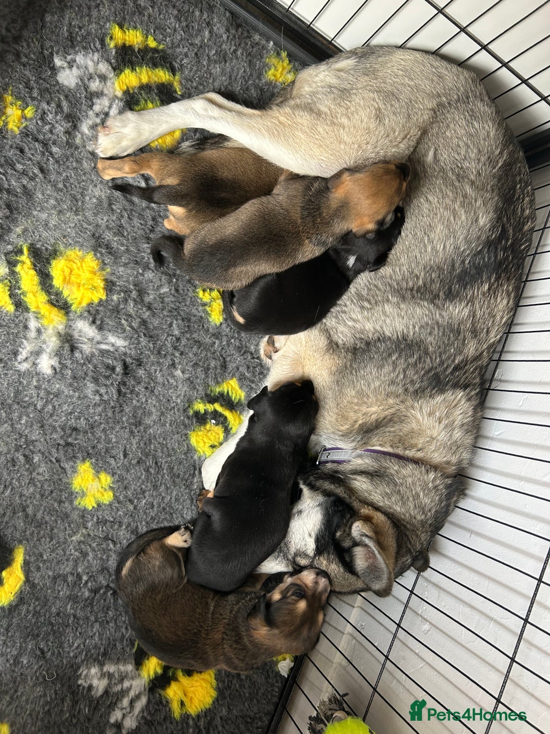 Mixed Breed dogs for sale: Husky cross dashound rare breed  - Image 2