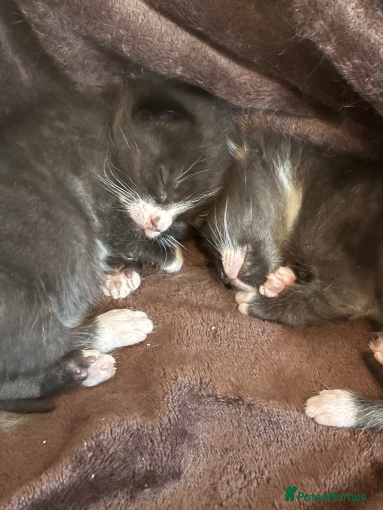 Mixed Breed cats Gorgeous tuxedo kittens - Advert 5