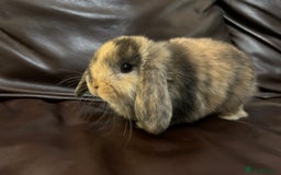 Mini Lop rabbits for sale: Lovely baby minilops for sale  - Image 10