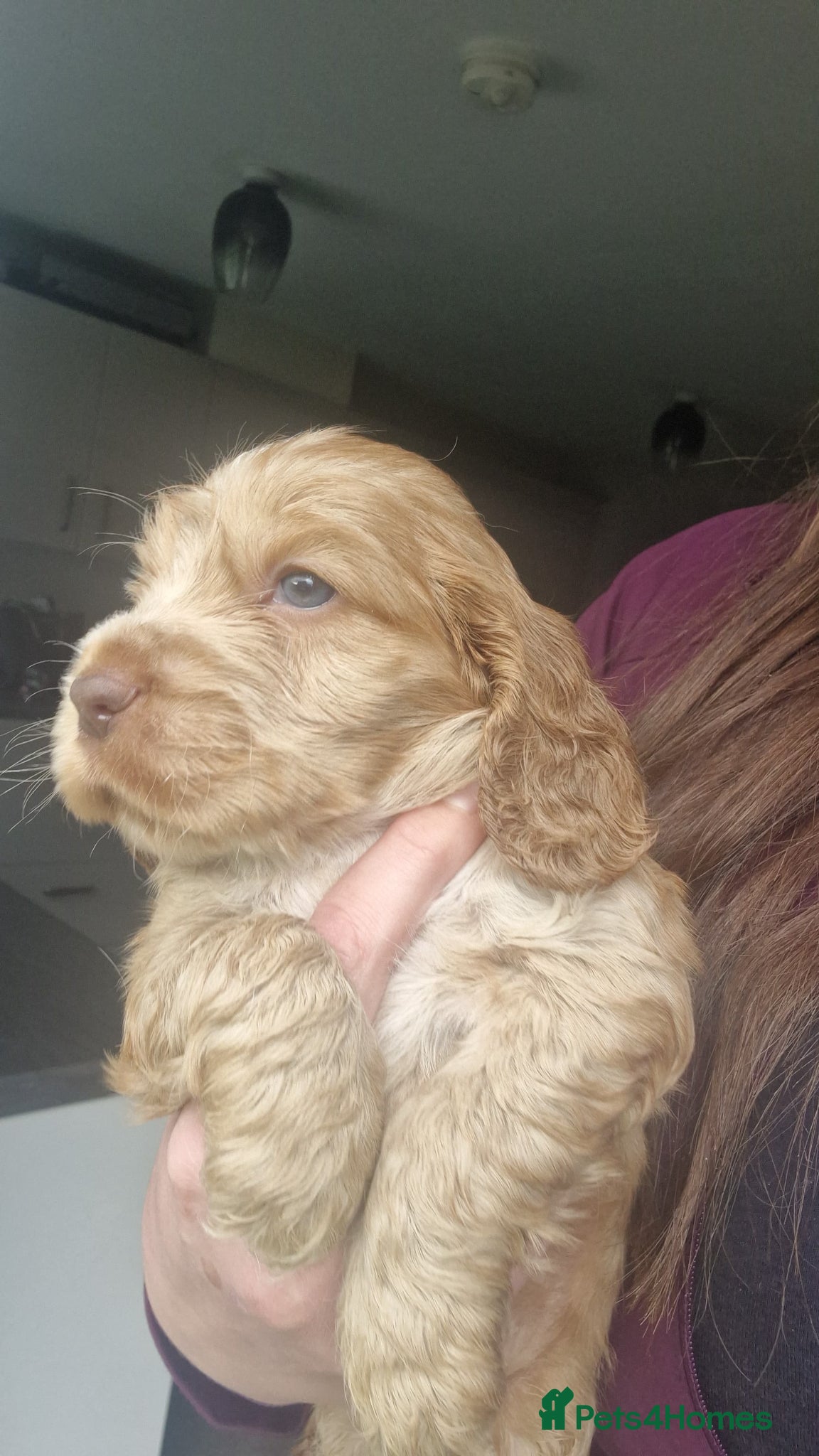 Cocker Spaniel dogs !!KC Registered Beautiful show Cocker Spaniels!!!  - Advert 19