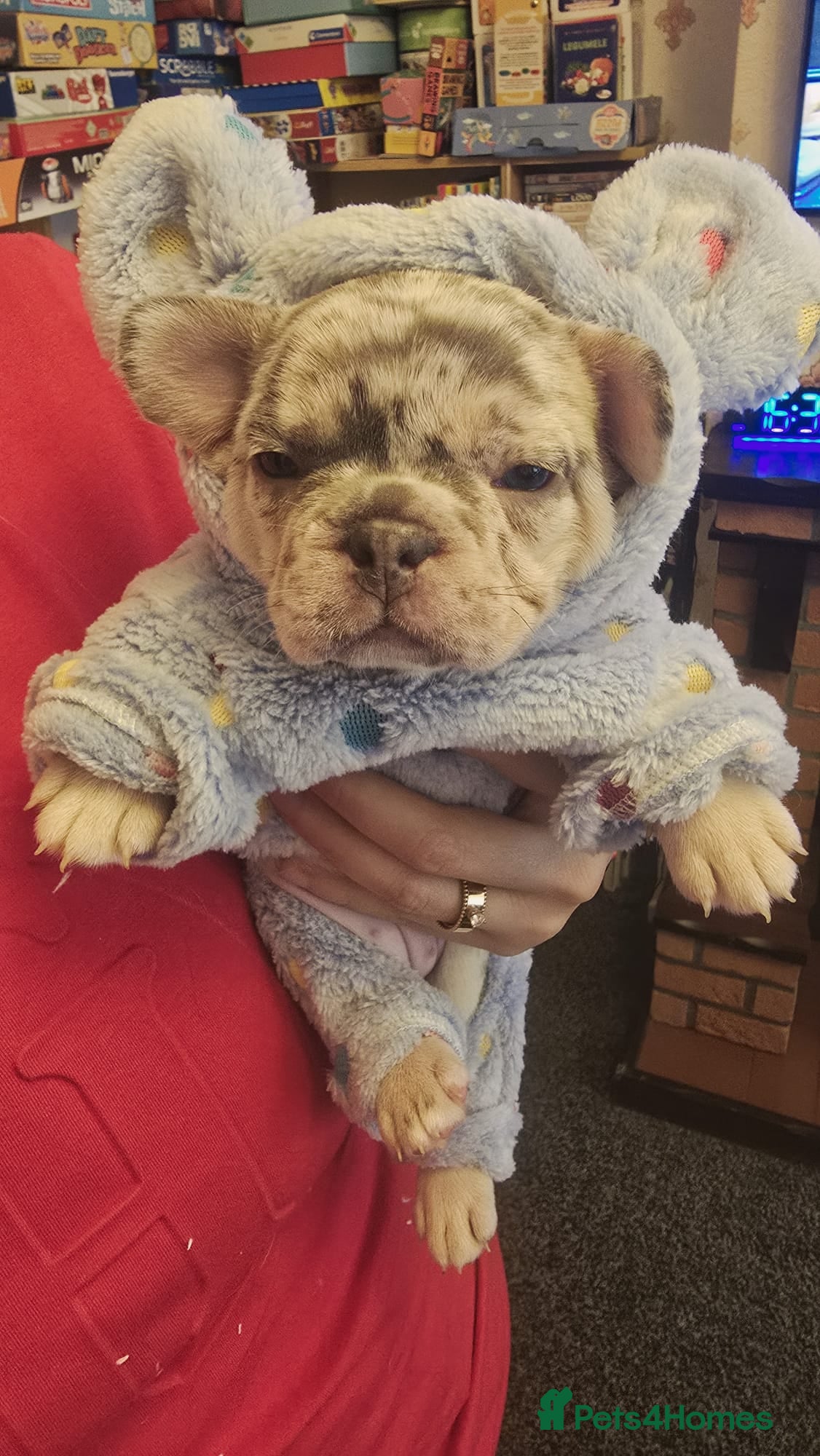 French Bulldog dogs Excellent quality Frenchie - Advert 1