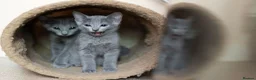 Russian Blue cats for sale: TICA Reg Boutique Russian Blue Kittens  - Advert 13
