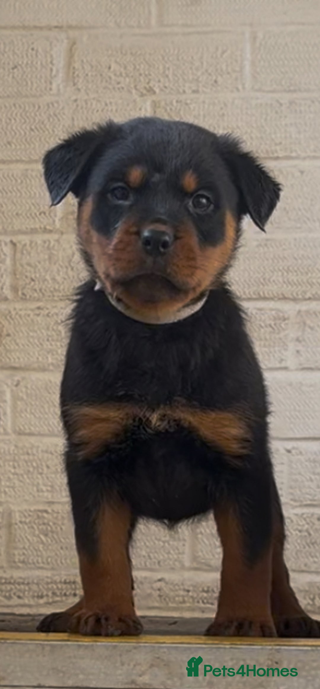 American Pit Rottweiler And Pitbull Mix For Sale Rottweiler Pitbull