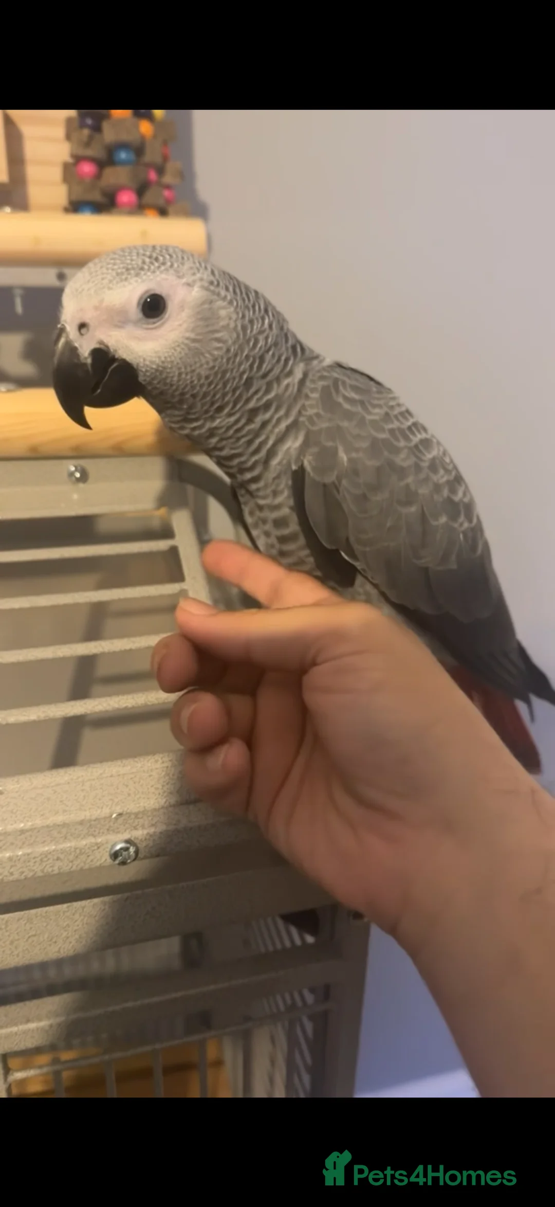 Parrots birds for sale: ECHO AFRICAN GREY PARROT  in Worthing - Advert 2