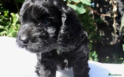 Cockapoo dogs for sale: Cockapoo puppies F1B - Image 15