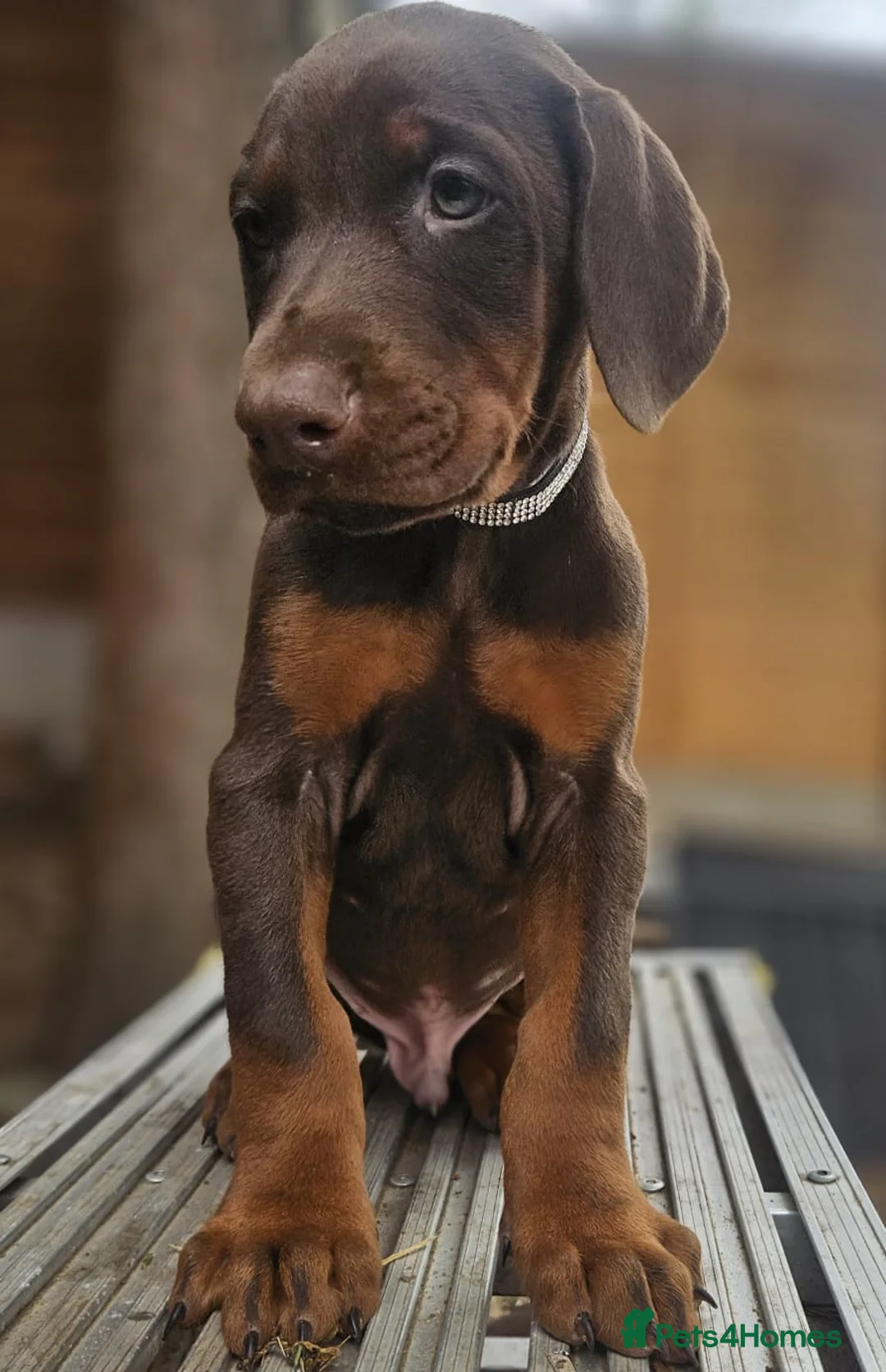 Dobermann dogs for sale: 🐕🐾 World Champion Bloodline female. 🏆 🐾 - Advert 13