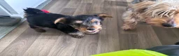 Yorkshire Terrier dogs for sale: Pappys🐶🐶🐶😍 - Advert 4