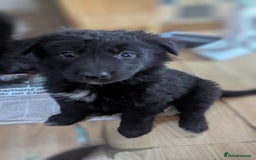 Mixed Breed dogs for sale: 2 German Shepherd x Belgian shepherd puppies in St. Neots - Image 5