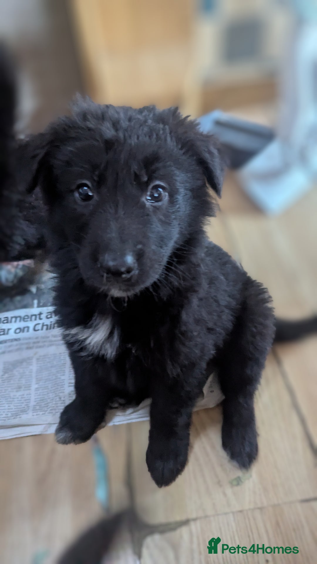 Mixed Breed dogs for sale: 2 German Shepherd x Belgian shepherd puppies in St. Neots - Image 5