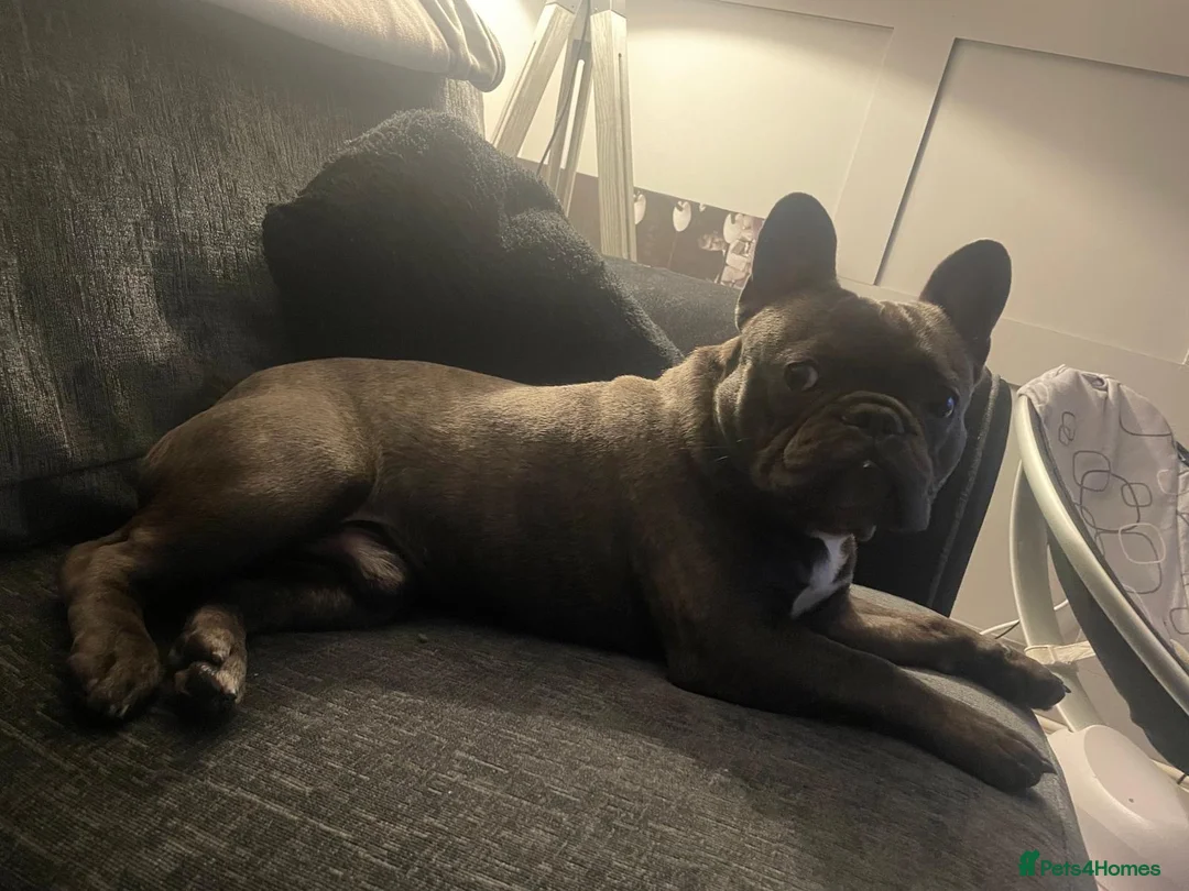 French Bulldog dogs for stud: Beautiful French Bulldog for stud  in Sittingbourne - Advert 2